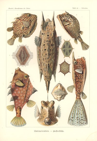 Ostracion - téléostéens, Pl.42 de 
