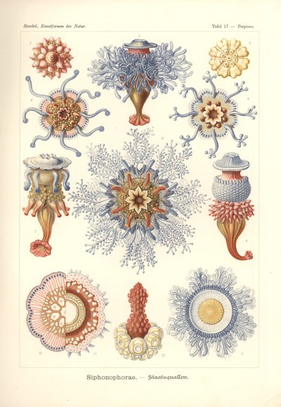 Siphonophores - Méduses, de 
