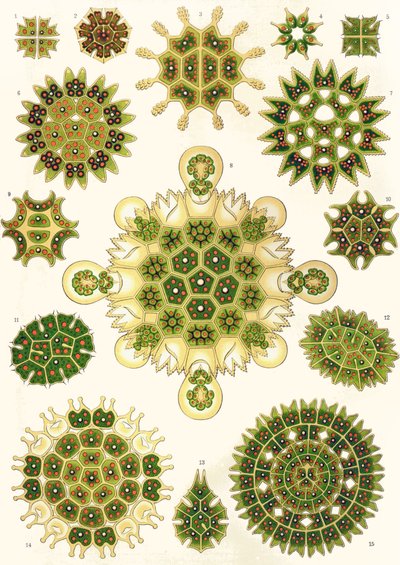 Variétés de Pediastrum de 