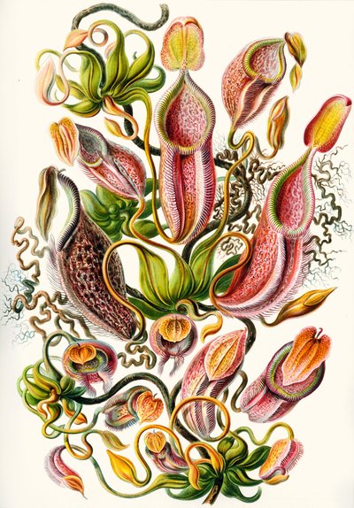 une collection de Nepenthaceae de 