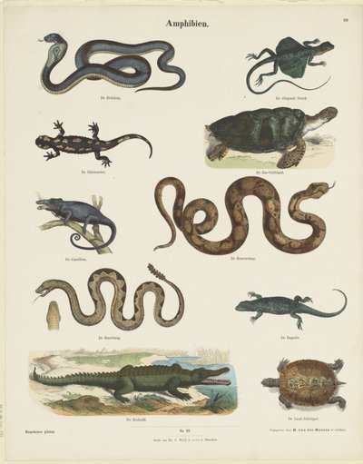 Amphibiens (Munchener Platen) - Ernst Fröhlich