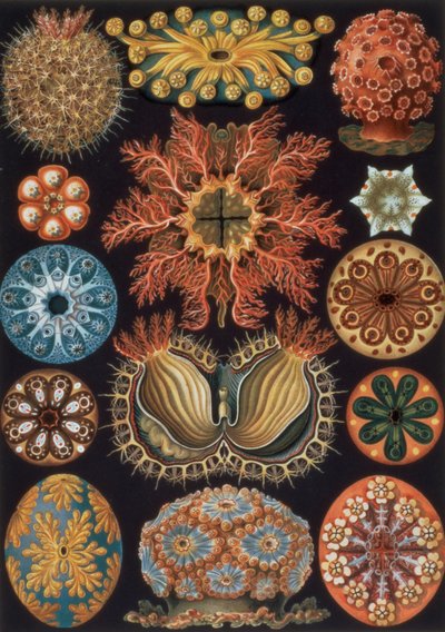 Ascidiae, planche 85 de `Kunstformen der Natur` - Ernst Haeckel