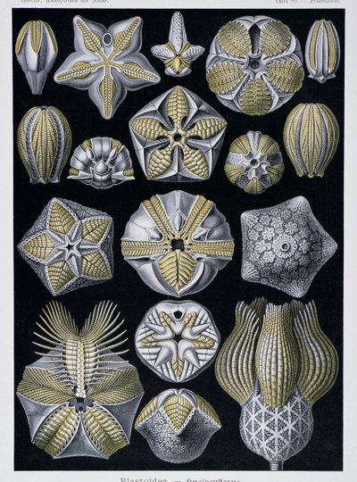 Blastoidea, planche de Artforms of Nature, c.1899-1904 - Ernst Haeckel