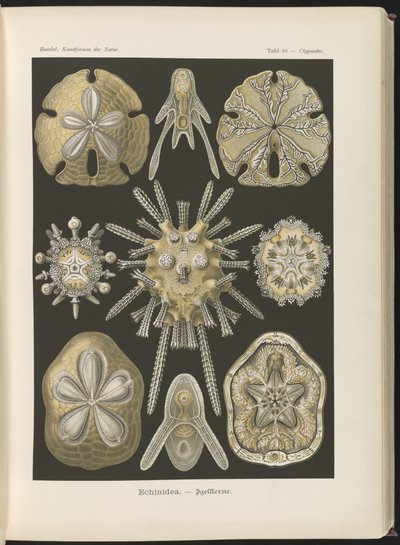 Echinidea : oursins et dollars des sables - Ernst Haeckel