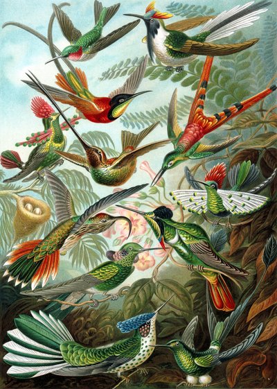 Exemple de la famille Trochilidae, 