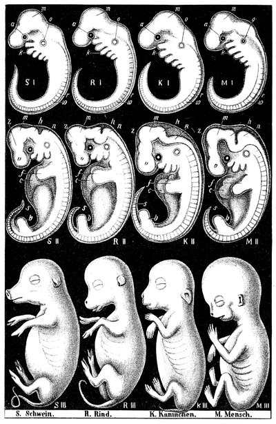 Comparaison des embryons de Haeckel de cochon, vache, lapin et homme - Ernst Haeckel