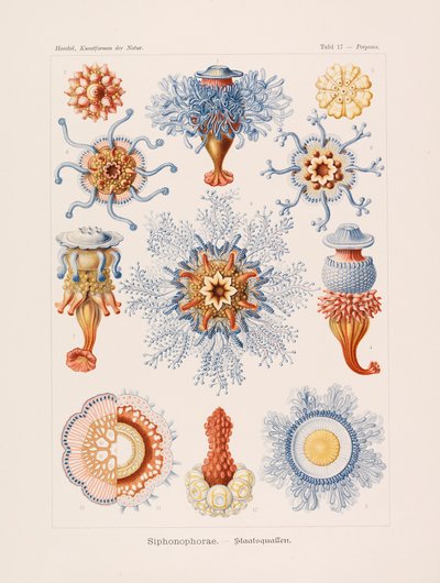 Kunstformen der Natur, 1899-1903 - Ernst Haeckel