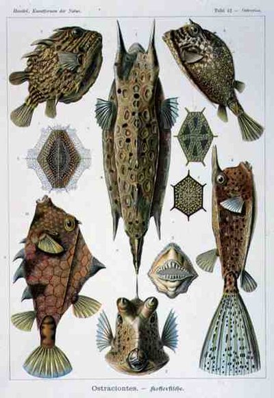 Ostraciontes, planche de 