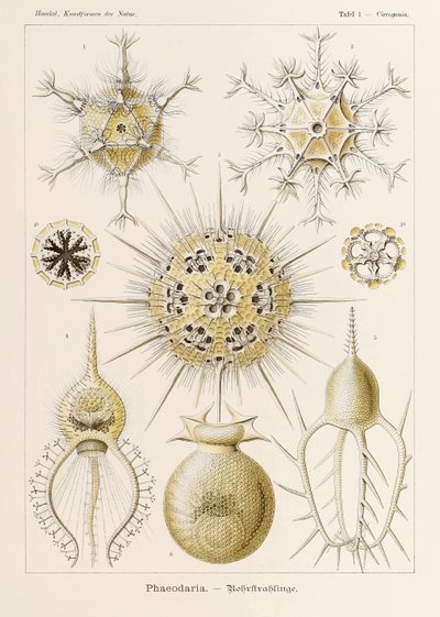Planche 1 Circogonia Phaeodaria de 