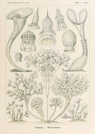 Planche 3 Stentor Ciliata de 
