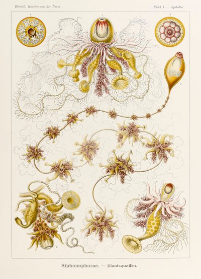 Planche 7 Epibulia Siphonophorae de 