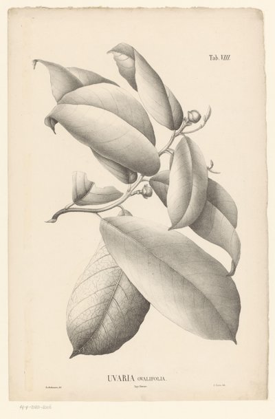 Branche avec feuilles et boutons floraux Uvaria Ovalifolia - Ernst Philipp Sixtus