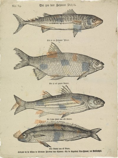 Voici quatre beaux poissons - Erven de Weduwe Jacobus van Egmont