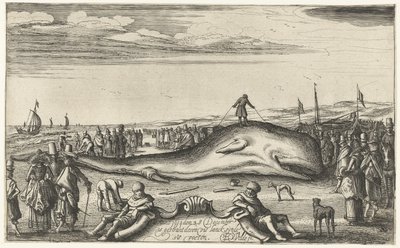 Cachalot échoué sur la plage de Noordwijk, 1614 - Esaias van de Velde