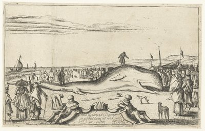 Baleine échouée sur la plage de Noordwijk, 1614 - Esaias van de Velde
