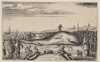 Cachalot échoué à Noordwijk - Esaias van den Velde I