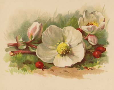 Rose de Noël et baies - Ethel C. Nisbet