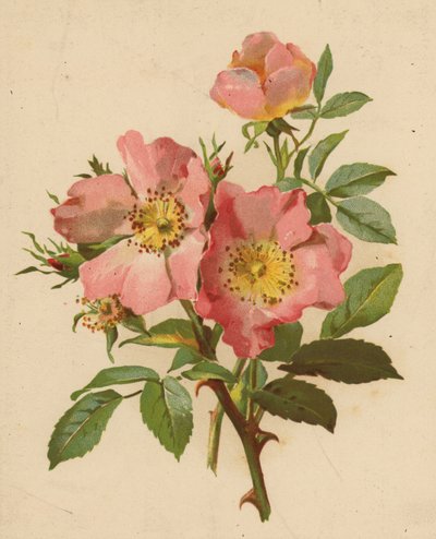 Églantines - Ethel C. Nisbet