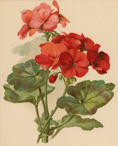 Géranium (chromolitho) - Ethel C. Nisbet