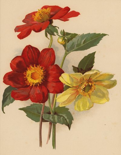 Dahlias simples - Ethel C. Nisbet