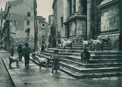 Chèvres sur les marches de la cathédrale, Palerme, Sicile, Italie - Eugen Poppel