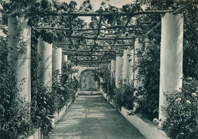 Pergola dans un vignoble, Capri, Italie, 1927 - Eugen Poppel