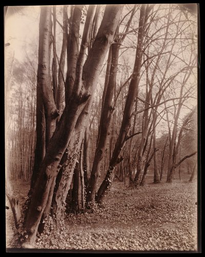 Le parc de Saint-Cloud - Eugène Atget