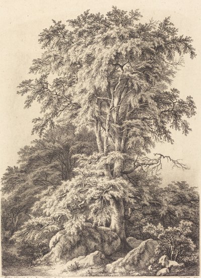 Bosquet de hêtres, 1840 - Eugene Bléry