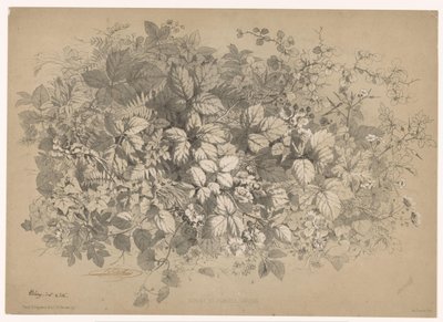 Mûres et autres plantes - Eugene Bléry