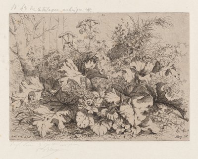 Bardane en fleur - Eugene Bléry
