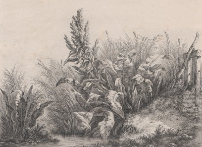 Grande plante de bardane, 1840 - Eugene Bléry