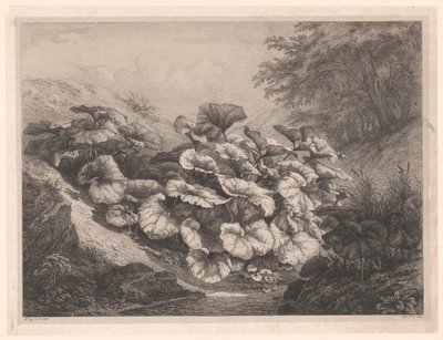 Grand tussilage - Eugene Bléry