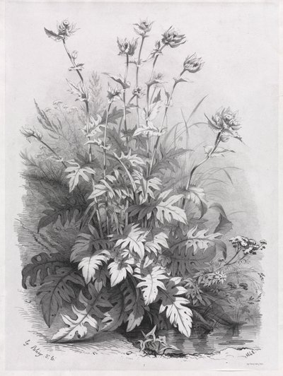 Groupes de diverses plantes dessinées d