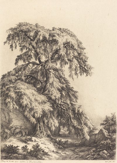 Genévrier, 1840 - Eugene Bléry