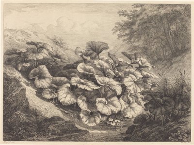 Grande Tussilage - Eugene Bléry