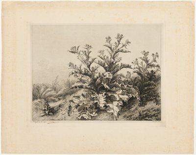 Le grand chardon, planche trois de Les quatre grandes plantes - Eugene Bléry