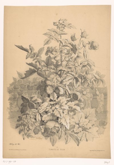 Tomate et rose - Eugene Bléry
