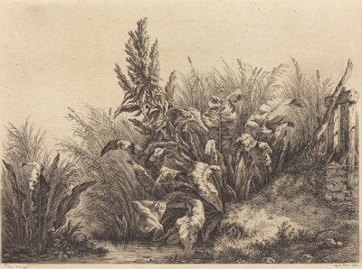 Rumex hydrolapathum - Eugene Bléry