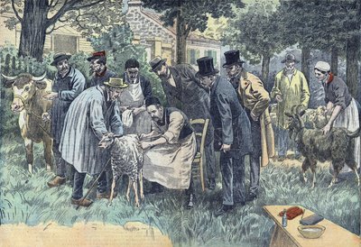 Louis Pasteur (1822-1895), biologiste français, a expérimenté avec succès à Pouilly-le-Fort à la demande de la Société Agricole de Melun, son virus du charbon sur un troupeau de moutons, vaches et chèvres. Dessin de Damblans. - Eugene Damblans
