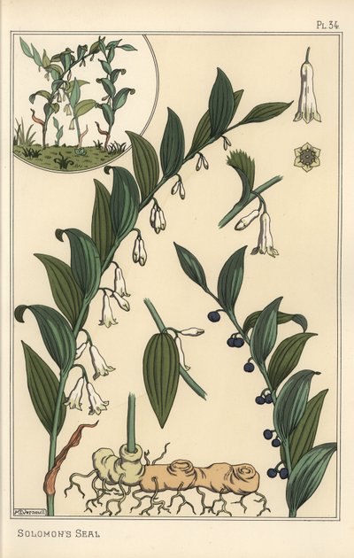 Illustration botanique du sceau de Salomon, Polygonatum multiflorum - Eugene Grasset