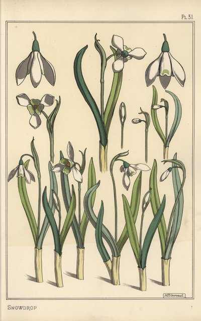 Illustration botanique d