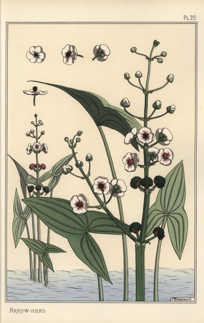 Illustration botanique de la sagittaire, Sagittaria sagittifolia - Eugene Grasset