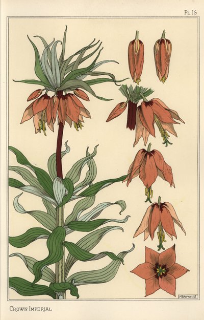 Illustration botanique de la fleur impériale, Fritillaria imperialis - Eugene Grasset