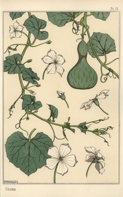 Illustration botanique de la gourde - Eugene Grasset