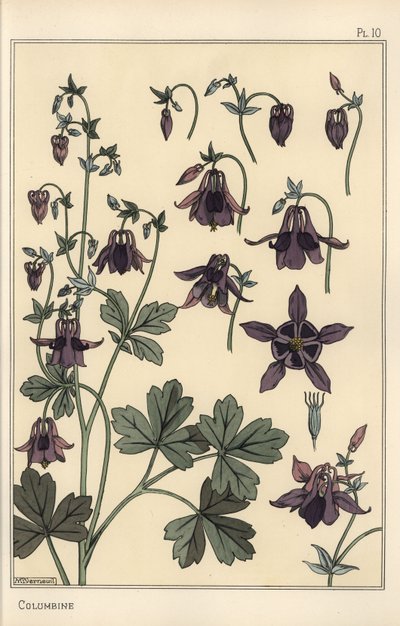 Colombine, Aquilegia vulgaris, parties de la fleur - Eugene Grasset