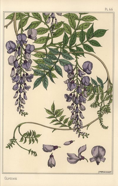 Étude botanique de glycine - Eugene Grasset