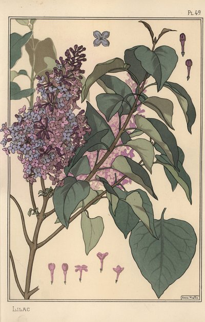 Étude botanique de lilas - Eugene Grasset