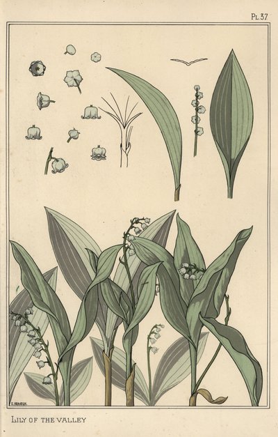 Muguet, étude botanique - Eugene Grasset