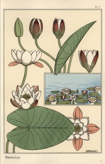 Le nénuphar, Nelumbo lutea, et parties de la fleur - Eugene Grasset