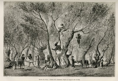 La récolte des olives dans la région d